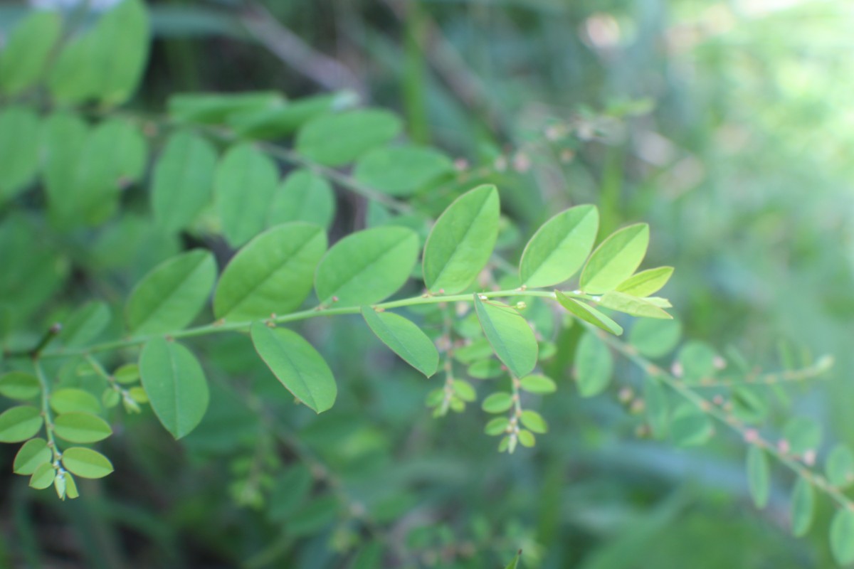 Phyllanthus gardnerianus (Wight) Baill.